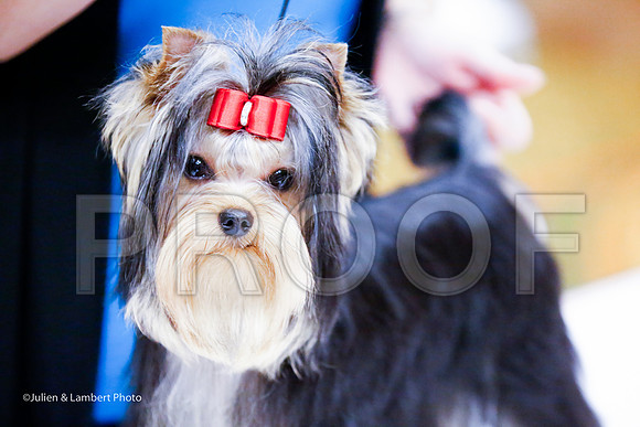_JJ_7698-YorkieNatJul2016-HR