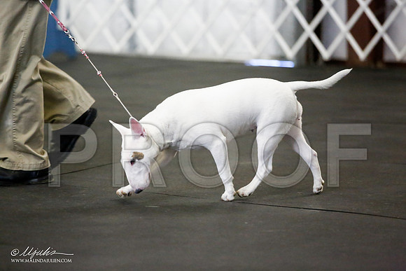 _JJ_2417-BullTerrierAzilApr2016-HR3