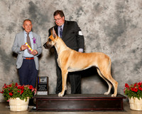 Great Dane #8 Sat BOB Leach Derek and Nicole Judge Desmond Murphy