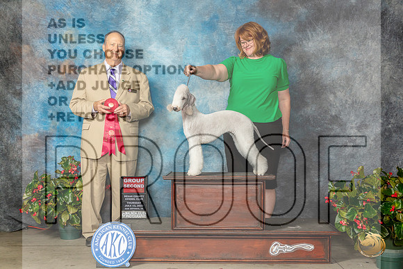 Bedlington Terrier #8 Thur G2 Judge Jay RichardsMJP_7274_SA2023_HR3
