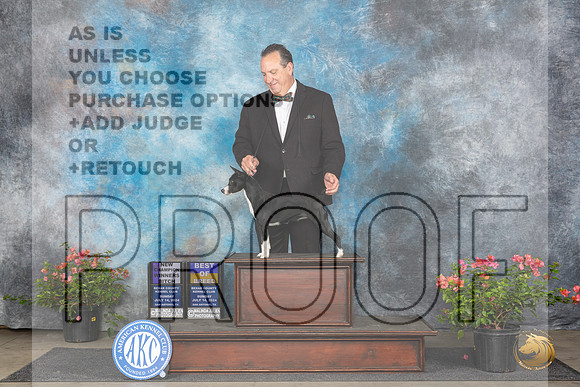 Rat Terrier #6 Sun WBBOSCH Judge Elizabeth ‘Beth’ Sweigart__JP_6113_San Antonio_2024_HR3