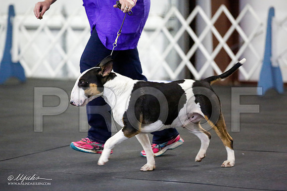 _JJ_2174-BullTerrierAzilApr2016-HR3