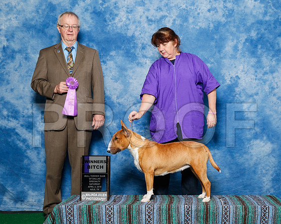 _R1_9402-2-BullTerrierAzleApr2016-HR3