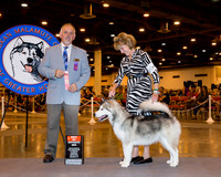 Alaskan Malamute #10 Wed BOiSS Richards Marilyn & Gary Richards Agent Tammy Dennis Judge Mr Rodney R Merry