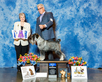 Standard Schnauzer #37 Wed BOW Cardell Melanie Judge Mrs Marion Kidd
