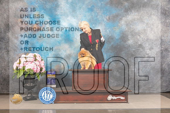 Pomeranian #19 THUR BOB Judge Joe Walton_MJ_5621_Houston_2022_HR3