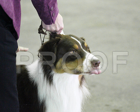 Group Herding Saturday - 0007