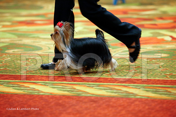 _JJ_7726-YorkieNatJul2016-HR