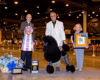 Poodle Standard #15 Wed BISS Knight Dr Michael and Mark DeWitt Judge Larry Abbott