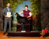 Cocker Spaniel Black #5 Sat OH RBIS Pruitt Beate and Megan Pruitt Judge Dr Geno Sisneros
