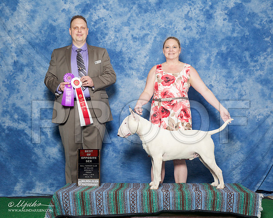 _R1_9347-BullTerrierAzilApr2016-HR3
