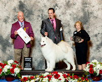 Samoyed #5 Thurs G4 Oneill Claire and John Agnet Robert Chaffin Judge Dr Steve Keating