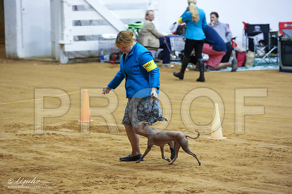 PerroS-4916-IABCAFWSPT13-HR