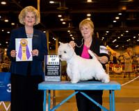 West highland White Terrier #15 Wed BOB Davis Darlene Cox Judge vicki abbott