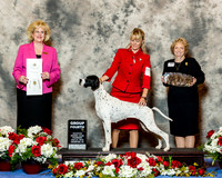 Pointer #18 Thurs G4 Spey Karen and Howard and Breeders Judge vivki Abbott