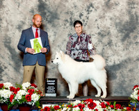 Samoyed #15 Thurs Puppy G3 Cohen Judith
