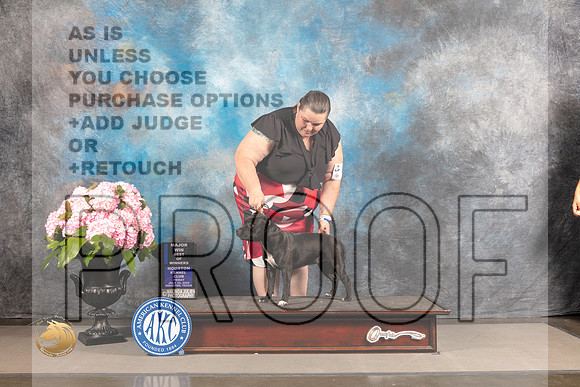 Staffordshire Bull Terrier #6 FRI WB BOW Major Judge Linda Hurlebaus *R*_MJ_5685_Houston_2022_HR3