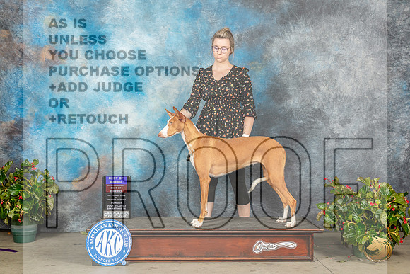Ibizan Hound #8 Sun BOBOHBOB Judge Helene NietschMJP_9850_SA2023_HR3