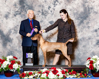 Vizsla #5 Wed Maj WD West David Agent Madeline Peterson