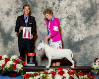 Bull Terrier Colored #20 Fri BOS Decker Jacqueline & Walter & Anita Bavol Judge Dr Carl L Pew