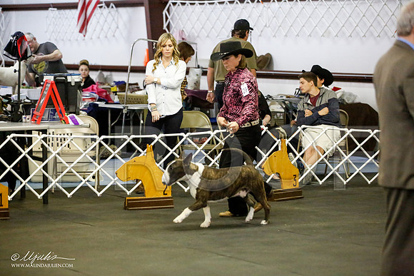 _JJ_3054-BullTerrierAzilApr2016-HR3