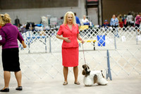 Cocker Spaniel Parti Color Sat Group Ring