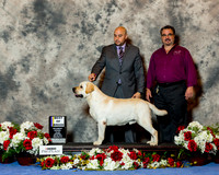 Labrador Retriever #49 Sat BOB Somoza Fernando Keith Campbell +Judge Norman PAtton