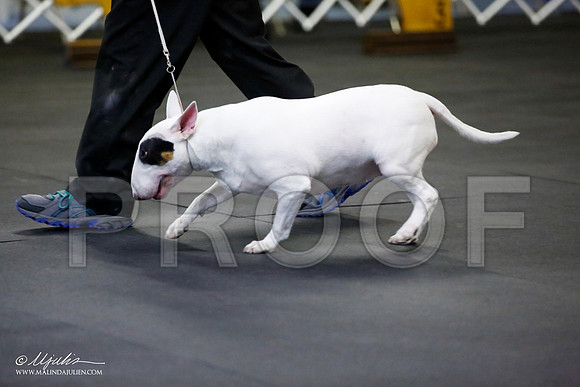 _JJ_2483-BullTerrierAzilApr2016-HR3