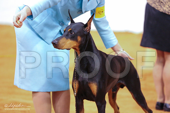 dobe-5314-IABCAFWSPT13-HR