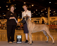 Great Dane #29 Sun SD Maj Holdren Jennifer & Kymber Tyner & Bianca Gonzalez Judge Ms Nikki Riggsbee