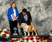 Bulldog #23 Fri BOB NG Meyer Manuel Judge Mrs Sari Brewster Tietjen