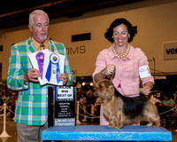 Norfolk Terrier #11 Fri BOW Maj Felton Judith Agent Roxanne Sutton Judge Dr Steve Keating