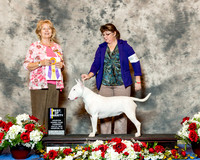 Bull Terrier White #28 Thurs BOV Thomas Deborah Glenna Wright Terri Cournoyer Judge Diane Foote