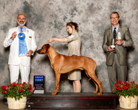 Rhodesian Ridgeback #25 Sat G1 Chastain Shawna and Ashli Warren Judge Kenneth Levison