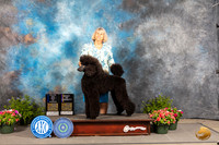 Poodle Std #30 fri BOWBOV Judge Jan Paulk