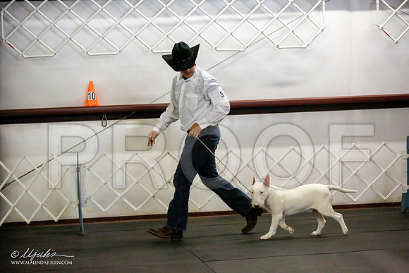 _JJ_2490-BullTerrierAzilApr2016-HR3