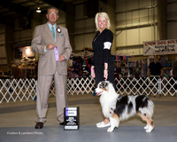 Australian Shepherd #9 Fri WD Barnes Becky an dT Wortham and T Velnosky and H McQueen Judge Bart Miller
