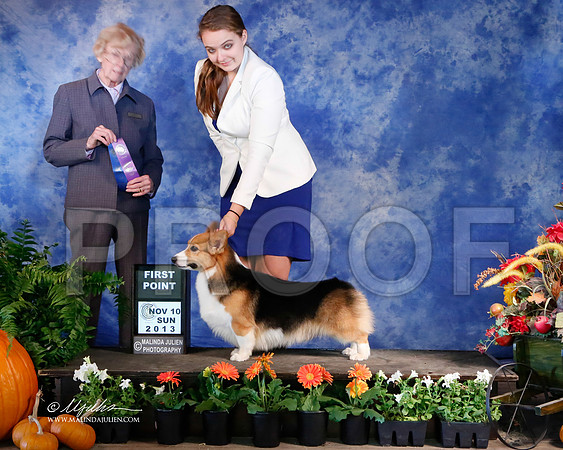 CorgiPW-5461-HstnNov13-HR
