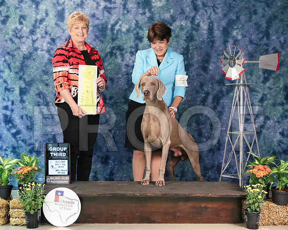 Weim-6172-Amrillo13
