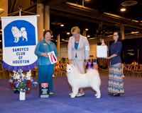Samoyed #32 Wed BOS Campa Ann & Nancy Leonard & Lynn Godbee Agent Susan M Taylor Katzenstein Judge Ms Nikki Riggsbee
