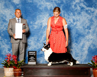 Cardigan Welsh Corgi #6 Fri G4 Wilson Sharon and Cydne Clark and Valerie Boyce Judge Dana Cline