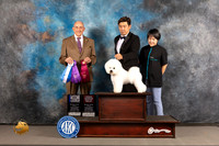Bichon Frise #19 WED BOW OH Major Judge Joe Walton