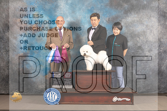 Bichon Frise #19 WED BOW OH Major Judge Joe Walton_MJ_2704_Houston_2022_HR3
