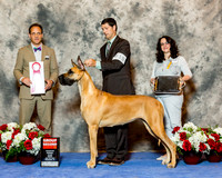 Great Dane #10 Fri G2 Hotchkiss Leslie and Polly Hix Agent E Shore Judge David Haddock