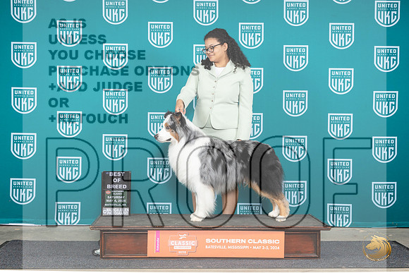 Australian Shepherd #196 Sat BOB Judge Mary Ellen Meyer__JP_6445_BatesvilleMS_2024_HR3