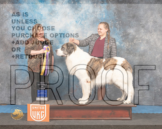 Pyrenean Mastiff #?? Sun VBIS Judge Tracey Kallas_MMJ_6808_Addison2022_HR3