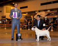 Bull Terrier White #27 Sun WD Maj Lara Humberto Romero Judge Mr Duff M Harris