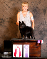 Schipperke Synthia Hockert Canton Oct 2013