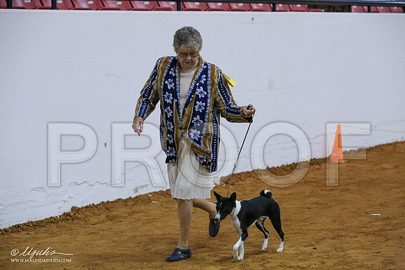 Basenji-6683-IABCAFWSPT13-HR
