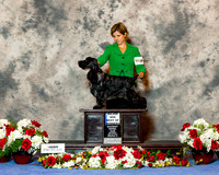 English Cocker Spaniel #27 Sat Maj BOW +Judge Vicki Abbott